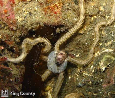 Photo of Amphiodia occidentalis